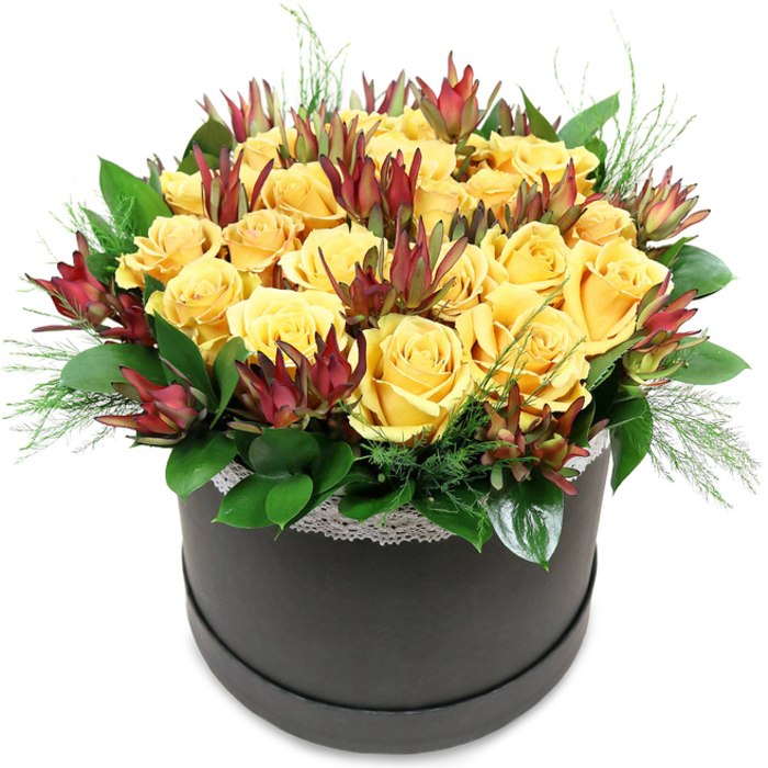 In this image, a sophisticated hatbox bouquet is presented against a minimalist white background, letting the viewer's attention rest solely on the interplay of colour, shape, and texture. The container is a charcoal-black round hatbox with a smooth, slightly satin finish, giving it a sleek, contemporary feel that would look at home on a dining table in a Queensbury apartment or a modern office near Kingsbury Road. Crowning the box is a dense, carefully sculpted dome of yellow roses-around two dozen blooms-each one fully open and velvety, their petals layering outwards in luminous spirals. The shade of yellow is rich and creamy rather than harsh, recalling warm sunlight after rain over the streets near Queensbury Circle. Tucked among these roses are striking accents of Leucadendron 'Safari Sunset.' Their elongated, cone-like bracts are a deep burgundy to maroon with tinges of red at the tips and greenish bases, adding strong vertical lines and a slightly exotic note to the composition. Encircling the base of the blooms is a collar of lush, glossy green foliage, likely salal or camellia, its broad leaves catching the light along their edges and creating a structured foundation. From within this framework, fine, airy strands of light green filler-like asparagus fern or delicate pine needles-emerge in small sprays, softening the edges so the arrangement feels alive and natural rather than rigid. Just below the flowers, a narrow band of white lace runs around the top of the hatbox, its subtle floral pattern echoing the blooms above and adding a whisper of vintage charm. The overall effect is one of warmth and elegance, a floral design that combines classic roses with modern textural elements-ideal for same-day delivery as a birthday surprise, an anniversary gesture, or a stylish thank-you to someone special in Queensbury.
