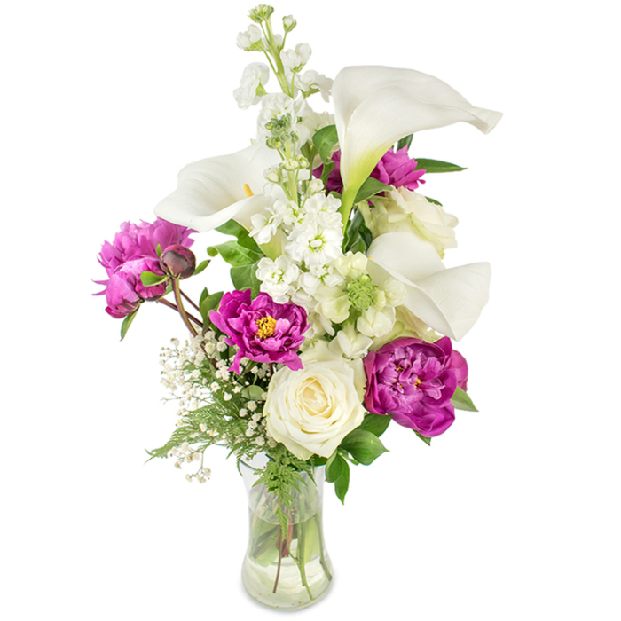 This arrangement stands as a poised, sophisticated composition: white calla lilies rise with sculptural grace, their sleek trumpets and pale yellow central spadices lending clean lines against a crisp white backdrop. Deep magenta peonies provide lavish contrast - two fully open blooms with densely ruffled petals taking prominence in the lower section and a smaller bud on a visible stem suggesting a second act of bloom. Soft, shimmering sprays of baby's breath thread through the bouquet, creating feathered pockets of lightness that ease the visual weight of the peonies, while a creamy white rose tucks in near the base, its compact spiral of petals offering classical restraint. A tall spire of white stock or larkspur adds vertical rhythm with its clustered tiny blooms and subtle perfume, and an assortment of green foliage - some fern-like and filigreed, some broader and glossy - supplies a verdant backdrop that lifts the colours and textures. The clear glass vase is gently curved and filled with water, making the stems an intentional part of the design and reinforcing a fresh, honest feeling. Bathed in soft, even light, the bouquet balances modern minimalism with garden-romance, suggesting occasions from milestone birthdays to intimate wedding centrepieces. I imagine this piece delivered to a sofa-side table in a Queensbury home or brightening an office near Kenton Road, a thoughtful composition crafted with attention to scent, line and seasonal quality.