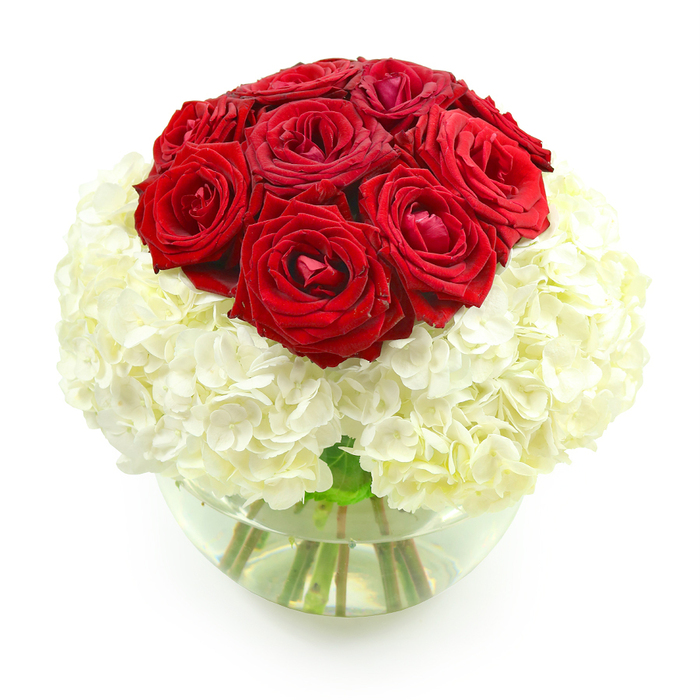 Set against a spotless white background, this elegant anniversary bouquet has a refined, gallery-like presence, as though it might be displayed in a stylish Queensbury apartment overlooking the leafy streets nearby. At the centre of the composition, a perfectly rounded dome of red roses takes pride of place, approximately ten blooms arranged shoulder to shoulder. The roses are in their prime, with lush, velvety petals that spiral inward in classic, heart-evoking swirls. Their tone is a deep, romantic crimson, rich enough to suggest candlelit dinners and whispered toasts. Cradling this dramatic red cluster, a wide, voluminous ring of white hydrangeas stretches outwards, forming a full, spherical base. Each hydrangea head is made up of many tiny, four-petalled florets, overlapping to create a soft, cushioned surface that looks almost cloud-like. The white appears creamy rather than stark, giving the whole design a gentle warmth that balances the intensity of the roses. The flowers are arranged in a clear, fishbowl-style glass vase, its round shape echoing the circular flow of the bouquet. Inside the vase, clean water fills the lower half, and you can see the green stems gathered neatly, crossing like faint lines of calligraphy beneath the surface. Light reflects subtly off the glass, suggesting a calm, bright room-much like a cosy living space near Queensbury Station, prepared for an anniversary celebration. The overall effect is one of balance and poise: passion expressed through deep red blooms, anchored by the purity and serenity of white hydrangea. This is the sort of thoughtfully balanced design a local florist would recommend when you want to say, I love you, now and always, with clarity and grace.