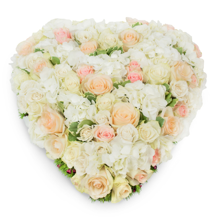 This heart-shaped floral composition, presented against a crisp white background and photographed from above, reads as a statement of calm sophistication from a Queensbury floral studio with neighbourhood care. A dense tapestry of roses-ranging from luminous white and warm cream to pale peach and tender blush-forms the heart's surface, each bloom chosen for size and stage to create gentle movement across the shape: small, tight buds nestle beside broad, open blossoms that reveal layered, velvety petals. Placid clusters of pristine white hydrangea weave through the roses, adding soft, voluminous texture that feels like a hush of cloud under each rose, while slender hints of variegated deep-green foliage emerge at the base, lending structure and a breath of garden-fresh contrast reminiscent of local green spaces near Wembley and Kingsbury. The arrangement's craftsmanship is evident in the way the petals sit flush to one another, forming a continuous, plush plane; a delicate drop shadow beneath the heart underscores its dimensionality and the studio's careful lighting choices. Sensory details surface in the mind-the clean, floral fragrance of roses, the powdery feel of hydrangea heads, the cool snap of variegated leaves-making this piece appropriate both as an intimate wedding accent and as a dignified memorial tribute. Whether placed at a funeral service, laid at a graveside, or sent to quietly express devotion on an anniversary or Valentine's Day, this design conveys enduring affection, peaceful remembrance, and the thoughtful touch of a local Queensbury florist attentive to detail and sentiment.