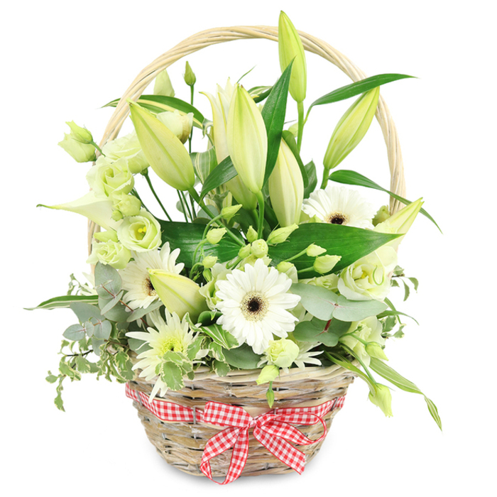 In this image, a thoughtfully composed wicker basket sits centered on a pure white background, filled to the brim with white and pale green flowers that create a soft, serene focal point reminiscent of a calm morning in Queensbury. The basket is crafted from light, natural wicker, its weave slightly irregular in a way that speaks of handwork rather than mass production, and a gently curved handle arches gracefully across the top of the display. At the front, a red and white gingham ribbon is tied into a carefully shaped bow, the checkered pattern providing a playful, nostalgic accent that contrasts with the refined simplicity of the flowers. Rising through the heart of the arrangement are numerous lily buds, their elongated, tapered forms mostly closed, in shades of creamy white and greenish ivory, holding the promise of steady, unfolding beauty over days to come. Nestled among them, several fully open white Gerbera daisies tilt their faces towards the viewer, each disc filled with a deep brown centre that anchors the palette and gives the eye a clear point of focus. Around these larger blooms, ruffled lisianthus flowers in creamy white and pale, almost minty green add softness, their many petals layered like miniature garden roses. A sleek, white calla lily curves elegantly, its trumpet shape lending a contemporary touch, while small, spiky white and green chrysanthemum-style clusters fill every space, ensuring no corner of the basket feels empty. The greens are varied and lush: rounded, silvery eucalyptus leaves, broad dark foliage, and a few variegated stems with green and cream edging, some gently cascading over the rim. The overall effect is one of quiet elegance and purity, a versatile floral basket well suited for anniversaries, thoughtful get-well wishes, or as a refined sympathy gesture delivered to homes and businesses across Queensbury with an air of composed tenderness.