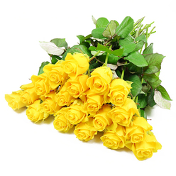 A sweeping cluster of approximately twenty-four yellow roses fills the frame, arranged so that the blossoms spill diagonally across a clean white backdrop. Each flower head is distinct: some roses are tightly closed, promising future bloom, while others are loosening their petals to reveal spirals of warm, golden yellow within. The colour is vivid but not harsh, more like the mellow afternoon light that falls over gardens near Queensbury tube station than a glaring midday sun. Around the blooms, rich dark green leaves overlap and layer, their surfaces slightly glossy, with a few edges curling gently as if brushed by a soft breeze. Stems in pale, natural green angle together and disappear off to the side, suggesting a hand-tied bouquet, freshly gathered and ready to be placed into a vase. There are no extra decorations or bright props, only the roses themselves, which lets the viewer focus on their quiet elegance. This arrangement feels particularly appropriate for sympathy, offering a message of gentle remembrance and reassuring warmth to families in Queensbury, from Church Lane to the quieter residential streets. The yellow roses in the image evoke companionship and the memory of shared laughter, making them a thoughtful way to honour a life while still bringing a touch of light. The careful composition and the clarity of each petal reflect the skilled eye of an experienced florist used to preparing condolence flowers with respect and sensitivity.