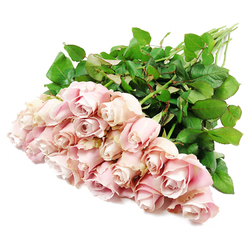A high, slightly angled view captures an abundant array of pale blush pink roses, about two dozen long stems in total, laid gracefully across a spotless white surface like a moment of stillness in the heart of Queensbury. The stems gather toward the top right, forming a solid green foundation, then cascade down and out into a dense cluster of blooms that fills the lower left of the frame. Each rose is perfectly formed; most are in that poised stage between bud and full flower, with petals tightly spiralling inward, while a select few have opened a little more, allowing a glimpse of their layered cores. The colour palette is delicate and refined, a blend of light blush, dusty rose, and the faintest suggestion of lavender in the shaded folds, reminiscent of the gentle tones you might see in a front garden along Honeypot Lane at dusk.   

Dark, vibrant green leaves surround and support the blossoms, adding depth and contrast. Their smooth, slightly waxy texture catches the light differently from the velvety petals, making each element of the bouquet distinct to the eye. No vase or ribbon is visible, emphasising the natural, freshly cut character of the stems, as though they have just been prepared at a local shop ready for delivery across Queensbury and nearby streets. The lighting is bright yet soft, washing the scene in clarity without glare, allowing every subtle curve and edge to be seen. The overall mood is one of quiet luxury and gentle comfort, making these pastel pink roses a moving choice for sympathy flowers, suitable for sending heartfelt condolences, honouring a life well lived, or simply offering a tender, respectful gesture in times of loss.