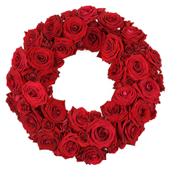 Imagine stepping into a Queensbury studio where a wreath of dozens of deep red roses has been gathered into a flawless circle, resting against a pristine white field. The arrangement is lush and compact, each bloom occupying its own quiet space while pressing close to its neighbors to form a continuous velvet ribbon of crimson. Large, fully opened heads reveal velvety petals that curl and twist with a subtle sheen, while smaller buds peek in, suggesting growth and life in every season. The overall effect is both opulent and serene, a textured tapestry of reds that invites the eye to wander along the spiral centers and along the edge where petals meet air. The white background sharpens the color, heightening the sense of precision and craft-the stems trimmed, the heads angled just so, the rhythm of blooms creating a soft, almost sculptural surface. The wreath carries a classic language of love, admiration, and remembrance, yet its symmetry is modern and refined enough to grace a ceremony, a home display, or a commemorative tribute. In Queensbury, such a wreath is more than decoration; it is the voice of a local florist, signaling care, quality, and an understood sense of occasion. It is ideal for events at community halls near The Broadway, or for thoughtful gestures at homes along Kingsbury Road. If timing matters, this piece is available for prompt delivery across Queensbury, bringing fresh, curated florals to doorstep and doorstep alike.