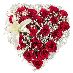 Bathed in neutral studio light against a pristine white backdrop, this heart-shaped arrangement reads like a carefully phrased love note from your local florist in Queensbury. The core is composed of numerous deep crimson roses, their velveteen petals layered and gently curving to create density and a sense of warm depth; some roses remain as tight buds, promising days of unfolding, while others spread open into broad, shadowed cups that capture and hold the light. Interwoven among these reds are clouds of tiny white baby's breath (Gypsophila), their fine, starry blooms lending an ethereal softness that lightens and frames the heart's silhouette. Perched in the upper-left curve is a single, sculptural white lily: its large, smooth petals are pure white with a touch of creamy yellow at the base, and its yellow-orange stamens form a small, sunlit center that contrasts gently with the surrounding crimson. The photograph accentuates texture-the velvety rose petals, the feathery gypsophila, and the lily's smooth, waxy surface-so you almost perceive the scent: a layered blend of rich rose perfume and fresh, green lily notes. This design is composed with clear intent and skilled hands, ideal for heartfelt occasions from anniversaries to intimate remembrances. Locally, customers often ask for this style for deliveries around Queensbury station, Honeypot Lane shops, and the nearby walkways toward Kingsbury and Wembley-an elegant, traditional statement that travels well and reads clearly at first glance. Flower Delivery Queensbury can recreate this exact composition for hand delivery across the local area when a classic expression of love is required.