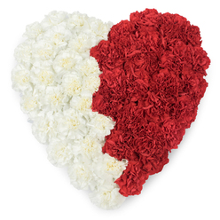 There is a hushed, intentional beauty to this densely assembled heart of carnations, seen from above and composed with an expert hand. The left side is a soft, snowy expanse of creamy-white carnations, each bloom's ruffled petals overlapping to create a plush, inviting surface; the right side is saturated with deep red carnations that contribute warmth and intensity, the colour resonating like a steady heartbeat. The two halves meet along an organic, slightly undulating line that zigzags gently down the centre, a seam that reads like a seam of memory - uneven, human, exacting. The close-packed flowers give off the faint, familiar spicy scent of carnations and present a surface that's tactile even on the eye, with subtle highlights where soft morning light grazes the petals. Crafted with sympathy and care, this arrangement is imagined for quiet farewells, anniversaries of remembrance, or as a symbol of enduring love; it carries an atmosphere of comfort and measured grace. As a Queensbury florist I've supplied similar hearts to homes along Queensbury High Street and for services near Queensbury Station, arranging each bloom so the composition reads clearly from above at a viewing table. Flower Delivery Queensbury can prepare this piece for local delivery across Queensbury and nearby streets in Kingsbury and Wembley, when family members need a composed, dignified expression of feeling in a time of parting.