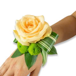 A refined wrist corsage sits against warm, light to medium brown skin, the arrangement centred by a large, creamy apricot rose whose layers of petals form a soft, luminous cup. The rose's surface has a satiny sheen and a gentle, sweet scent that suggests early-morning blooms; its petals fold into one another with the practiced symmetry of a florist's favorite flower. Adjacent, almost playfully tucked beneath the bloom, are two lime-green button chrysanthemums - compact, round pom-poms whose textured faces contrast the rose with a lively, springy energy. Rich dark-green leaves, possibly salal or ruscus, cradle the flowers and provide a verdant backdrop, while a variegated stripy leaf, artfully folded and curled, traces an elegant arc along the wrist, offering a contemporary graphic accent and subtle movement. The corsage is secured invisibly so the composition appears seamless and wearable.

Made for ceremonies, proms or intimate gatherings in Queensbury, near the Tube and local high streets, this wristlet balances classic romance with a modern edge. As a local florist arranging for families and couples around Queensbury, Kenton and Harrow, I think of how light moves in Queensbury's streets and how a small floral piece like this will hold memory - it's available from Flower Delivery Queensbury and can be prepared with care for pickup or local delivery via flowerdeliveryqueensbury.pro, arriving smelling of fresh rose and green leaves.