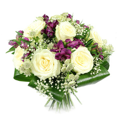 A sophisticated floral bouquet is presented against a crisp white backdrop, its rounded, compact form clearly defined and carefully constructed, much like a designer piece created in a boutique florist just off Queensbury Circle. At its heart, a cluster of large, creamy white roses unfurls in full bloom, their spiralled centres and velvety petals radiating purity, grace, and quiet confidence. Around them, vivid stems of deep purple and magenta alstroemeria weave through the arrangement, their elegant trumpet-shaped flowers adding a regal splash of colour and a sense of movement, as if the blooms are gently turning toward the light. Delicate clouds of white gypsophila are threaded throughout, their tiny blossoms resting lightly between the larger flowers, giving an impression of softness, airiness, and subtle romance. Nestled among them, green-white astrantia blooms add fine, textured details, their star-like bracts and clustered florets inviting a closer look and suggesting the kind of botanical interest one might find in a well-loved Queensbury garden. Encasing the base of the bouquet, large, glossy aspidistra leaves are artfully folded into a smooth, rounded collar, their dark green surfaces catching the light and framing the composition with bold, contemporary structure. The stems are neatly gathered and visible beneath, showcasing the bouquet as a hand-tied design ready for delivery. This arrangement feels equally suited to a chic apartment near Kingsbury Road or a family home close to Queensbury Park, ideal for anniversaries, congratulations, thoughtful gestures of appreciation, or offering comfort, its blend of whites, purples, and lush greens conveying both elegance and heartfelt sincerity.