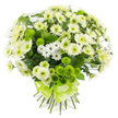 A lush chrysanthemum bouquet in tones of white, cream, and bright lime green is shown against a smooth white background, the simplicity of the setting drawing attention to each carefully placed bloom. The larger chrysanthemums, with their many layers of silky petals, open widely in soft whites and gentle creamy shades, creating a plush, cloud-like fullness through the centre of the arrangement. Sprinkled between them are delicate white spray chrysanthemums, each tiny flower with a daisy-like shape that brings a light, airy rhythm to the design, softening the transitions between the bigger blooms. Standing out vividly are the lime green pompon chrysanthemums, perfectly round and tightly petalled, their lively colour reminiscent of fresh spring grass in one of Queensbury's small green spaces. These playful green spheres punctuate the bouquet and provide a striking yet harmonious contrast to the more neutral tones. Threads of dark green foliage weave in and out, their richer hue anchoring the composition and suggesting stems freshly trimmed in a neighbourhood shop just off Queensbury Station. The whole bouquet is hand-tied, with the natural stems gathered neatly together and wrapped at the base in a wide, satin-finish ribbon of matching lime green, tied into a neat bow whose smooth sheen catches the light. The overall mood is one of purity, renewal, and quiet joy, making this arrangement equally fitting for a thoughtful get-well delivery, a note of sympathy sent to a home near Queensbury Circle, or simply as a calm, refreshing accent on a dining table bathed in soft afternoon light.