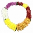 A single multicoloured floral lei is displayed in a perfect oval at the centre of a clean white backdrop, the simple setting allowing every hue and petal to stand out. The garland is composed of small, densely packed blossoms that resemble chrysanthemums, their layered petals forming a plush, bumpy surface that looks soft to the touch. From the top and circling clockwise, the colours flow in five distinct yet harmonious sections: rich fuchsia or deep magenta blooms shift into a darker band of maroon or cranberry red, then brighten suddenly into vivid golden-orange. This warmth lightens further into a stretch of bright lemon-yellow flowers, before settling into a calm, pure white segment. The colours then return smoothly to the opening fuchsia, closing the circle without any harsh breaks. Each section is full and consistent, suggesting thoughtfully crafted artificial flowers designed to hold their shape throughout a funeral or memorial service, whether used as a tribute wreath or placed beside a framed photograph. Tiny hints of green, likely from supporting leaves or thread, occasionally show between the colour bands, offering a subtle nod to natural foliage. A faint, soft shadow sits just beneath the lei, lifting it from the background and adding quiet depth without drawing attention away from the blooms. The overall mood is both uplifting and respectful, a Hawaiian-style garland that speaks of welcome, honour, and the unbroken bond of memory-suitable for families in Queensbury wishing to add a touch of colour and symbolism to a farewell, perhaps delivered directly to a local church or service venue by their trusted neighbourhood florist.