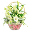 A rustic yet polished wicker basket, photographed against a bright white backdrop, overflows with white and green flowers arranged in an inviting, natural style that would look at home in any Queensbury living room or café. The basket itself is a pale honey-brown, its woven texture clearly visible, and a sturdy curved handle arches gently above the blooms. At the front, a red and white gingham bow, tied with crisp loops and tails, adds a dash of country charm, like something you might see on a picnic near Queensbury Park. The flowers rise in layers, with tall stems of creamy white lilies forming the upper structure; many are still in tight buds, their tips washed in green, while a few have started to open, their petals curling softly away from a pale centre. Clustered around them, white Gerbera daisies with contrasting dark centres beam outward, introducing a joyful note to the otherwise quiet palette. Ruffled lisianthus blossoms in shades of white and delicate pale green thread between the lilies and gerberas, their soft, almost papery petals adding gentle movement and intricacy. A single, smooth white calla lily offers a sculptural highlight, while smaller, starburst-like chrysanthemums in white and green tuck into pockets throughout, giving the design fullness and texture from every angle. Generous greenery surrounds and supports the blooms: rounded eucalyptus leaves with a silvery sheen, broad, deep green foliage, and a few variegated trailing stems that spill casually over the rim. The arrangement feels fresh, calm, and refined, perfectly suited to celebrate a wedding anniversary, welcome a new baby, or send quiet comfort to a loved one in Queensbury, where its subtle fragrance and harmonious colours evoke reassurance, hope, and enduring affection.